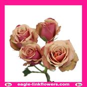 Antigua – Spray Garden Roses - 60cm