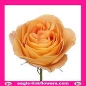 Apricort swirl - Garden Roses - 60cm image