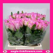 Aqua – Intermediate Roses - 40cm image