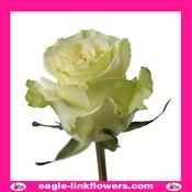 Athena – T-Hybrid Roses - 40cm image