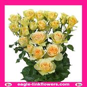 Bandolero – Premium Spray Roses - 50cm image