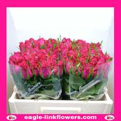 Bingo Cerise – Intermediate Roses - 40cm