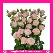 Bombastic – Premium Spray Roses - 50cm image