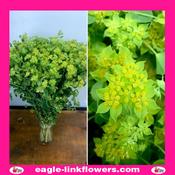 Bupleurum - 40cm