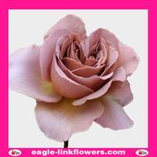 Café latte - Garden Roses - 60cm image