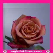 Cafecita – Premium Roses - 40cm