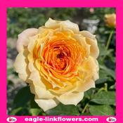Caramel Antike - Garden Roses - 50cm image