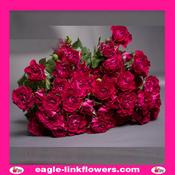 Cherry Blossom – Regular Spray Roses - 50cm