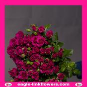 Cheyenne – Regular Spray Roses - 50cm