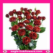 Chococcino – Premium Spray Roses - 50cm image