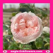 Cocotto - Garden Roses - 50cm