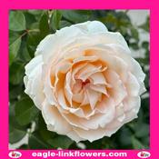 Cream Yves Piaget - Garden Roses - 50cm