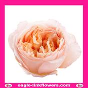Edith – David Austin - 40cm image