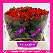 El Toro – Intermediate Roses - 60cm