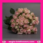 Fancy Blossom – Regular Spray Roses - 60cm