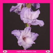 Gladiolus Lilac Purple - 70cm