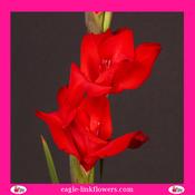 Gladiolus Red - 70cm