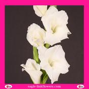 Gladiolus White - 70cm