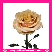 Golden Mustard - Garden Roses - 50cm