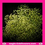 Dyed Gypsophila Green - 70cm