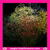 Dyed Gypsophila Mix - 70cm
