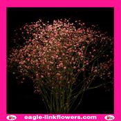 Dyed Gypsophila Pink - 70cm