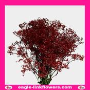 Dyed Gypsophila Red - 70cm
