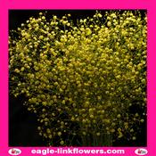 Dyed Gypsophila Yellow - 70cm