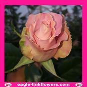 Harmony Peach – Premium Roses - 40cm image