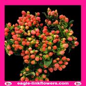Hypericum magic royal princess - 60cm