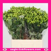 Hypericum magical green - 60cm