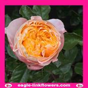 Imagine - Garden Roses - 50cm
