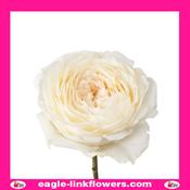 Innocent - Garden Roses - 40cm image