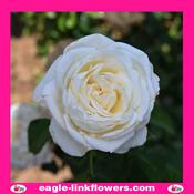 Jeanne Moreau - Garden Roses - 40cm