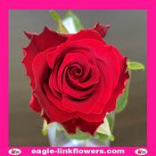 Joana – T-Hybrid Roses - 60cm image