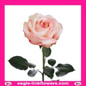 Joyce - Garden Roses - 50cm image