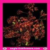 Kangaroo Paw Siana Gold - Anigozanthos - 70cm