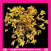 Kangaroo paw gold fever – Anigozanthos - 70cm
