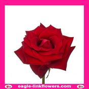 LadyKiller - Garden Roses - 60cm image