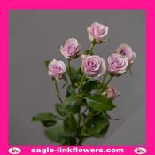 Leila – Regular Spray Roses - 60cm