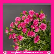 Lianne – Regular Spray Roses - 50cm