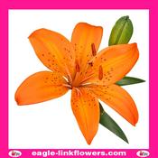 Asiatic Lily Orange - 90cm