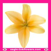 Asiatic Lily Peach - 90cm