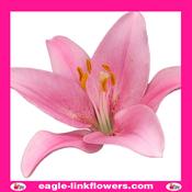 Asiatic Lily Pink - 90cm