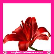 Asiatic Lily Red - 90cm