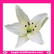 Asiatic Lily White - 90cm