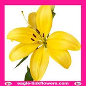 Asiatic Lily Yellow - 90cm image