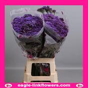 Limonium Perezii - 70cm