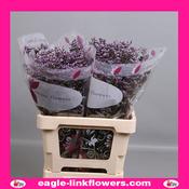 Limonium Safora Lilac - 70cm