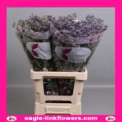 Limonium Skylight - 70cm